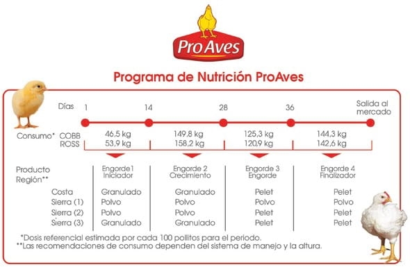 Conociendo la alimentación temprana de los pollitos - Image 2