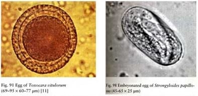 Importancia del diagnostico de las enfermedades parasitarias en la ganadería vacuna. - Image 2
