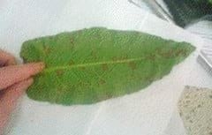 Caracterizacion de tres especies de plantas (rumex crispus, azolla anabaena, beta vulgaris) con potencial forrajero para consumo en alimentación animal. - Image 1