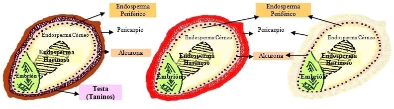 Calidad del sorgo granifero: su valor nutritivo depende del contenido de taninos condensados, aprendamos a reconocer su presencia. - Image 1