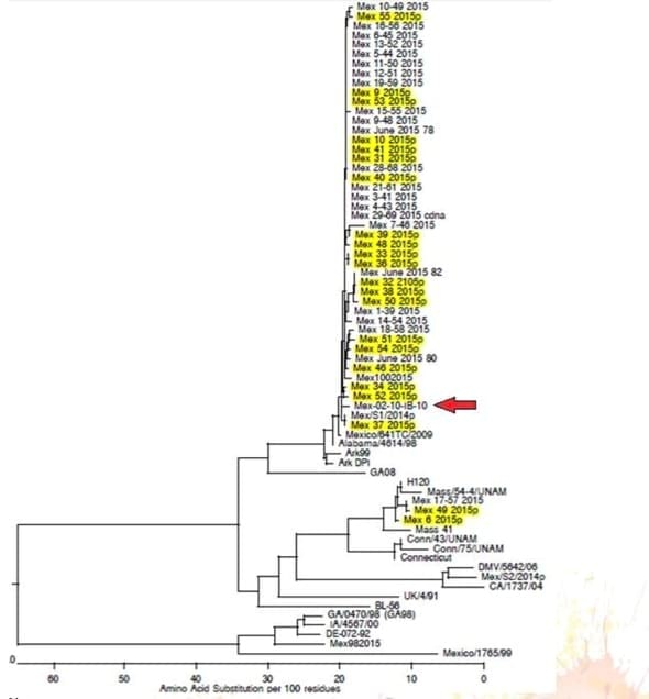 Serotipos prevalentes del virus de bonquitis infecciosa en México durante 2015, Alternativas de control - Image 1