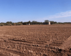 DÍAS DEMOSTRATIVOS PARA LA SIEMBRA DE ZACATE MARALFALFA EN SONORA 2015 - Image 4
