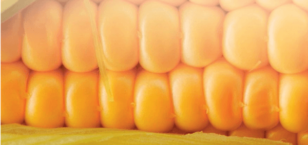 Nutrición de pollitos. Primera y última semana - Image 2