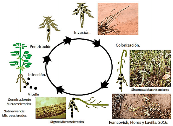 Podredumbre carbonosa de la soja, causada por Macrophomina phaseolina (Tassi) Goid., un hongo oportunista muy dependiente del estrés hídrico y térmico - Image 1