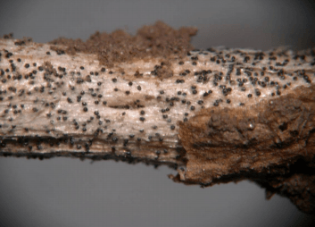 Podredumbre carbonosa de la soja, causada por Macrophomina phaseolina (Tassi) Goid., un hongo oportunista muy dependiente del estrés hídrico y térmico - Image 2