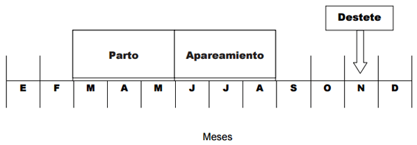 Efecto de días para el parto sobre el comportamiento productivo de vacas productoras de carne con empadre controlado - Image 1