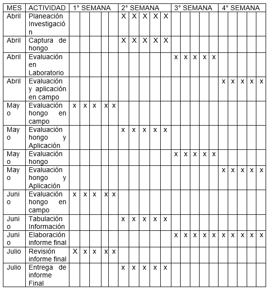 Evaluacion de la alternativa de multiplicacion artesanal del hongo beauveria bassiana, para el control de la broca (hypothenemus hampei) del café - Image 11
