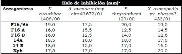Selección de rizobacterias por su antagonismo frente a microorganismos patógenos de cucurbitáceas - Image 2