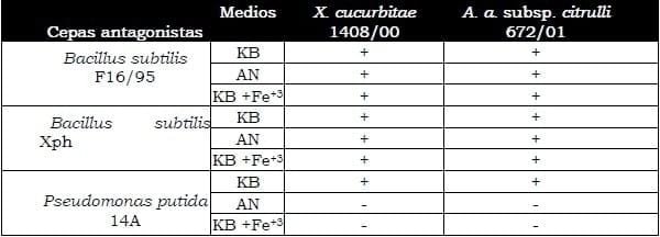 Selección de rizobacterias por su antagonismo frente a microorganismos patógenos de cucurbitáceas - Image 4