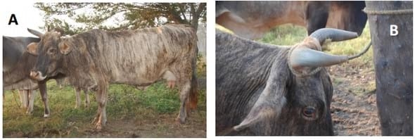 Evaluación morfométrica y zoométrica del bovino criollo del golfo - Image 1