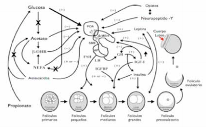 Efecto del estatus nutricional en la respuesta productiva del ganado criancero: Conceptos básicos para mejorar la eficiencia y rentabilidad. - Image 1