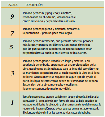 Ubres y pezones: Cómo evaluarlos para mejorar nuestras vacas de crianza - Image 8