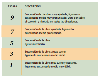 Ubres y pezones: Cómo evaluarlos para mejorar nuestras vacas de crianza - Image 6