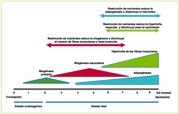 Nutrición prenatal de la vaca de carne. Su efecto en la progenie - Image 2