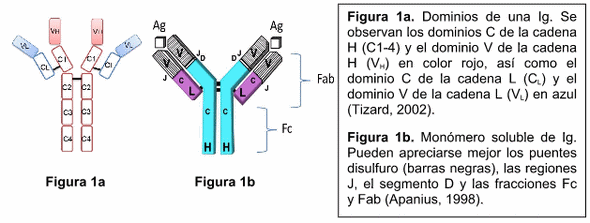Estructura y características principales de los anticuerpos aviares - Image 1