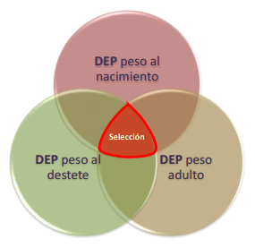 DEP´s: ¿Qué son y para qué sirven? - Image 2