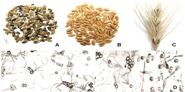 Carbones del trigo - Image 7