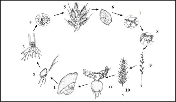 Carbones del trigo - Image 8