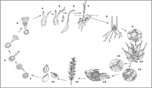 Carbones del trigo - Image 2