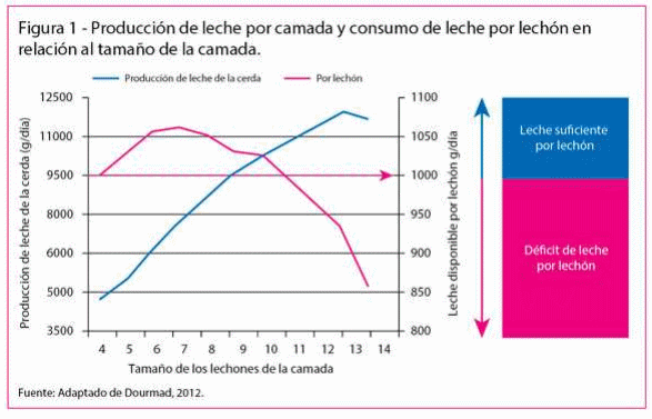 Nutrición Predestete: Donde poco significa mucho - Image 2