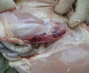 Micotoxicosis en Aves, desafío y oportunidad - Image 8