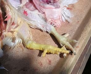 Micotoxicosis en Aves, desafío y oportunidad - Image 7