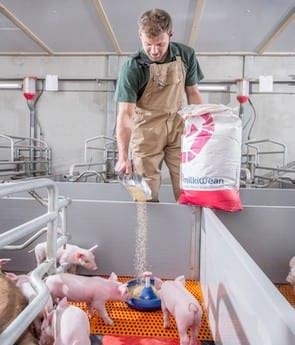 Sustituto de leche para obtener lechones y cerdas más fuertes - Image 2