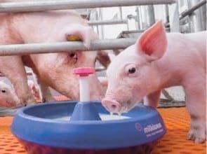 Sustituto de leche para obtener lechones y cerdas más fuertes - Image 1