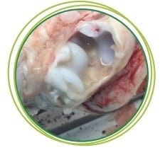 Estudio de eficacia de un fitobiótico frente a streptococcus suis - Image 1
