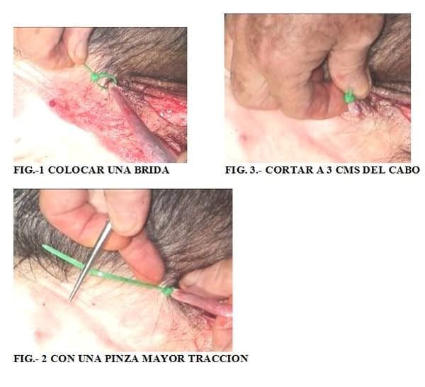 Uso de Bridas de plástico en la castración de caballos y cerdos adultos - Image 1