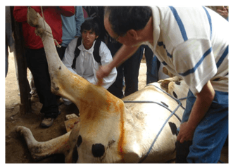Reducción de Fractura de tibia, mediante fijación esquelética externa (FEE) en vacas. Una opción terapéutica que debe tomarse en cuenta - Image 4