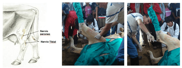 Reducción de Fractura de tibia, mediante fijación esquelética externa (FEE) en vacas. Una opción terapéutica que debe tomarse en cuenta - Image 5