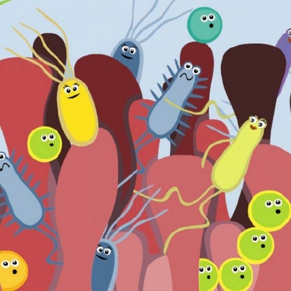 Mantenimiento de la salud intestinal para una produccion eficiente en Porcino. - Image 2