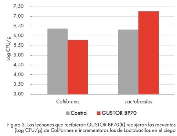 Mantenimiento de la salud intestinal para una produccion eficiente en Porcino. - Image 6