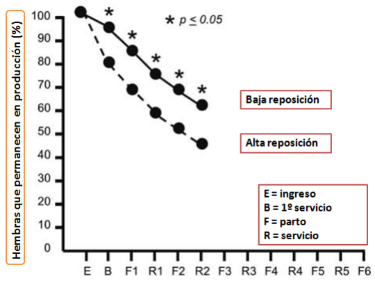 Consideraciones de manejo de la cerda adulta y la primeriza para maximizar la retención dentro de la granja porcina - Image 2