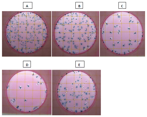 Evaluación de un prebiótico y ácido orgánico, en el crecimiento alométrico del sistema digestivo, morfometría de vellosidades y bacterias intestinales en pollos de engorde - Image 15