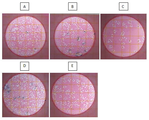 Evaluación de un prebiótico y ácido orgánico, en el crecimiento alométrico del sistema digestivo, morfometría de vellosidades y bacterias intestinales en pollos de engorde - Image 16