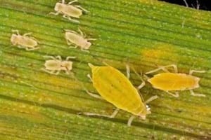 ''Áfidos'' o Pulgones: Temibles enemigos del trigo y los cereales - Image 8
