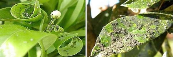 ''Áfidos'' o Pulgones: Temibles enemigos del trigo y los cereales - Image 3