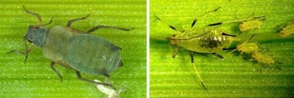 ''Áfidos'' o Pulgones: Temibles enemigos del trigo y los cereales - Image 5