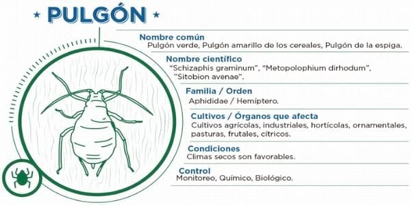 ''Áfidos'' o Pulgones: Temibles enemigos del trigo y los cereales - Image 1
