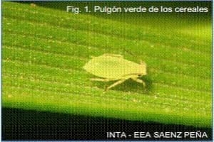 ''Áfidos'' o Pulgones: Temibles enemigos del trigo y los cereales - Image 6