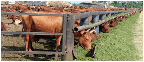 Alimentación y Manejo del Ganado Bovino de Engorda - Image 1