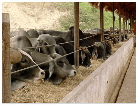 Alimentación y Manejo del Ganado Bovino de Engorda - Image 6