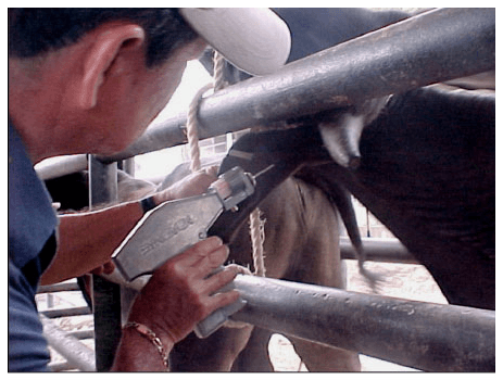 Alimentación y Manejo del Ganado Bovino de Engorda - Image 4