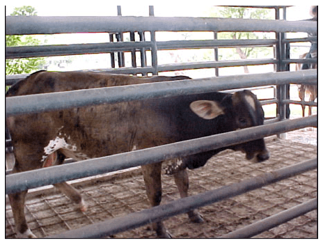 Alimentación y Manejo del Ganado Bovino de Engorda - Image 3