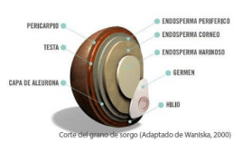 Utilización de cereales alternativos en la alimentación de bovinos - Image 8