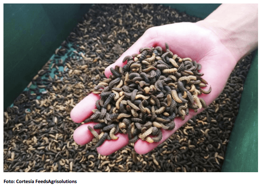 Harina de insectos, alta innovación y solución a la necesidad de ingredientes - Image 4