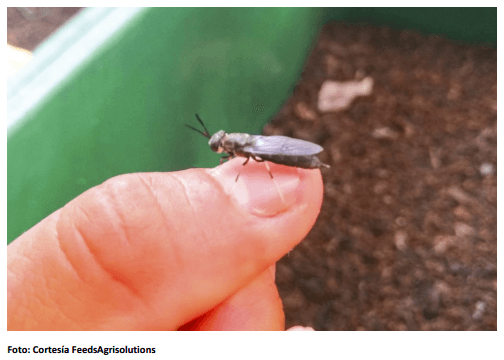Harina de insectos, alta innovación y solución a la necesidad de ingredientes - Image 1