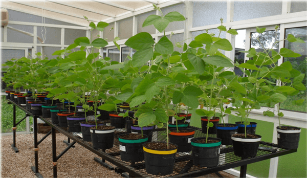 Efecto del glifosato y del fosfito de manganeso sobre la intensidad de ataque de macrophomina phaseolina en plantas de soja - Image 1